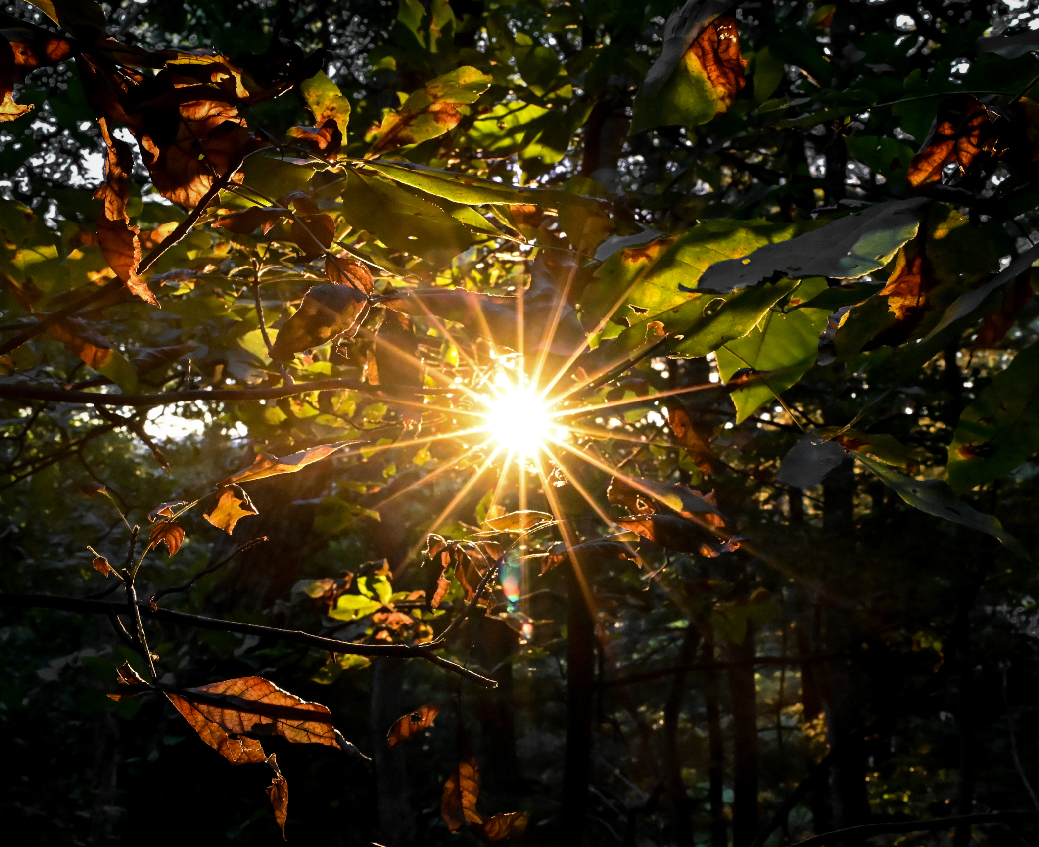 Sunburst thought the autumn leaves in the Shenandoah Valley VA.